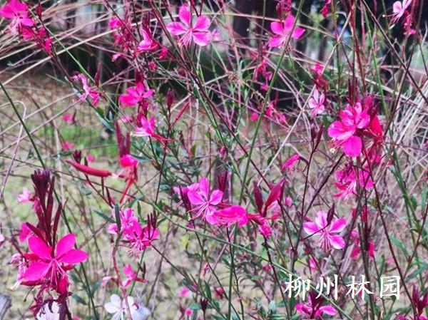 【绿化处】前茅公园冬日花海绽放