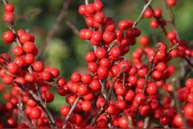 鲜切太贵？挑战下亲自栽种北美冬青~丨小叶子有“花”招图片