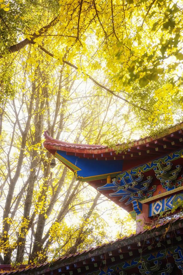 一年只此一季！鄂州网红古银杏进入最佳观赏期，错过再等一年！