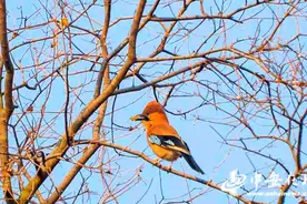 聪明鸟——松鸦现身巢湖姥山岛图片