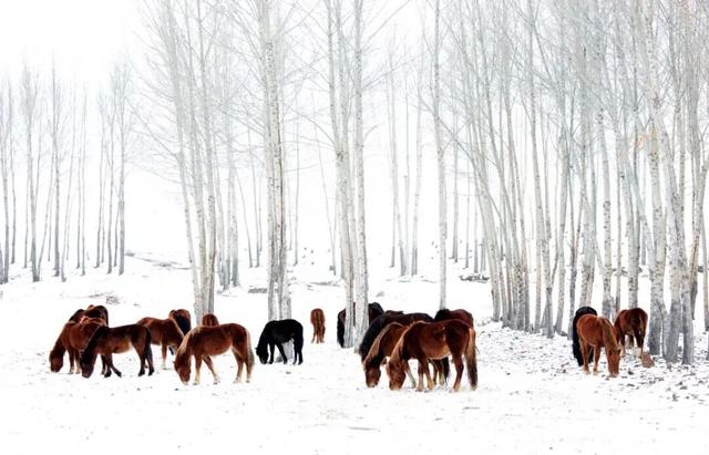 悦来四季·自驾通辽丨穿越幽幽雪原·寻迹民族风情冬季旅游线路（二），游牧风情之旅攻略~
