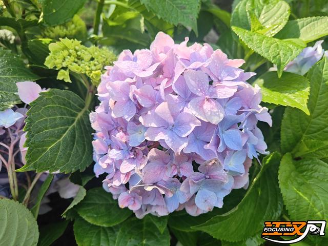 绣球花展4月25日启幕！荆州市中山公园花海等你"五一"来打卡