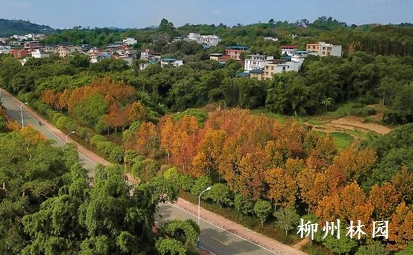 柳州市环江滨水大道法国梧桐迎来“变装盛典”