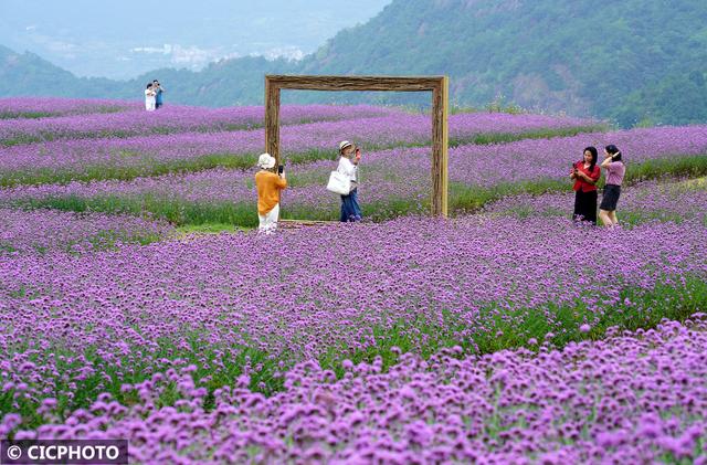 花开成海景色美
