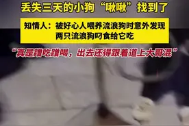丢失三天的小狗“啾啾”找到了！知情人：被好心人喂养流浪狗时意外发现，两只流浪狗叼食给“啾啾”吃，“真是蹭吃蹭喝，出去还得跟着道上大哥混 ”图片