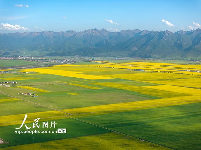 青海门源：油菜花开