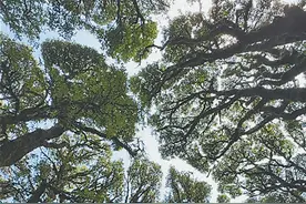 树木为何会相互“礼让”？（把自然讲给你听）图片