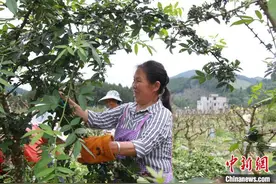 贵州德江：石山披绿如此多“椒”图片