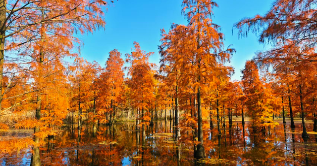 将“安徽故事”融入“世界叙事” 外国博主在皖山皖水间书写文明互鉴新篇