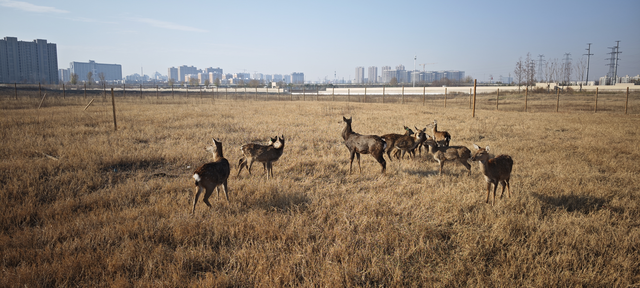 穿越7000年，赴一场星空下的约会！大河村遗址公园开园抢先看