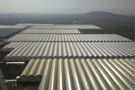 （经济）山东新泰：冬日玫瑰收获忙图片