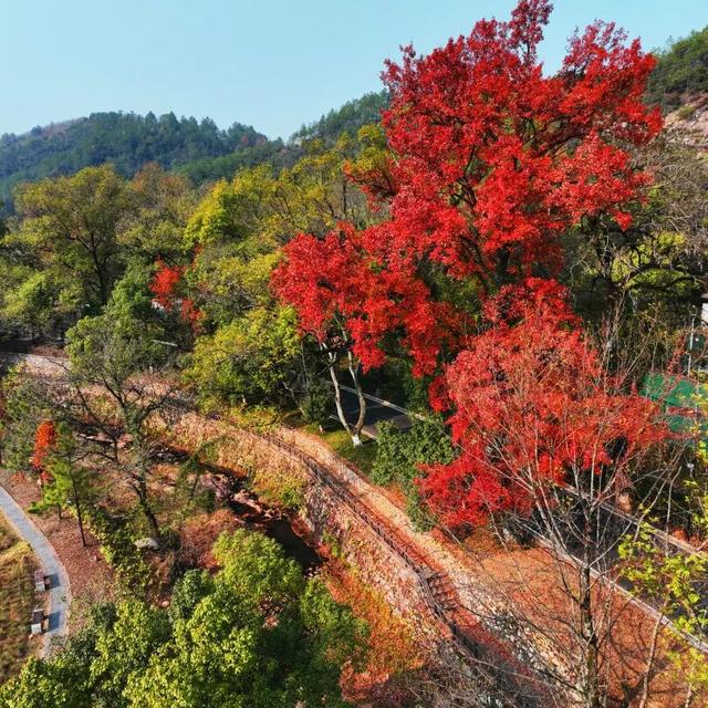你好，青原山 | 这抹初冬红韵，藏着最热烈的山野浪漫