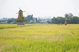 抓鱼、打谷子 在四川天府新区庆丰收图片