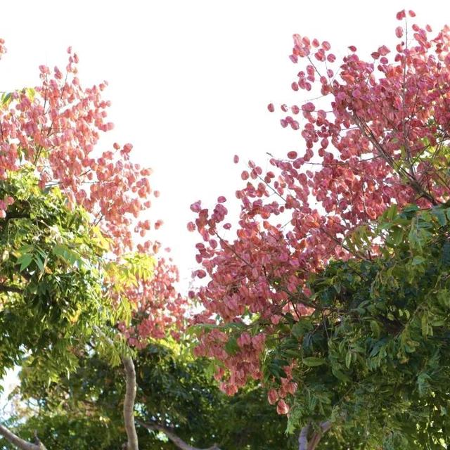 变了变了！秋日翔安，一路“繁花”