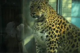 “豹警官”减肥失败？这些“QQ肠”萌物不是胖，是爱的膨胀！｜呵呵新闻图片