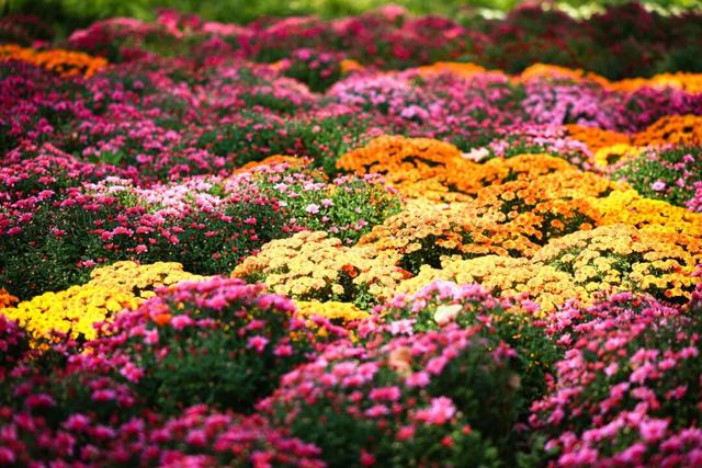 国家植物园第四届菊花展启幕 打造沉浸式秋日盛宴
