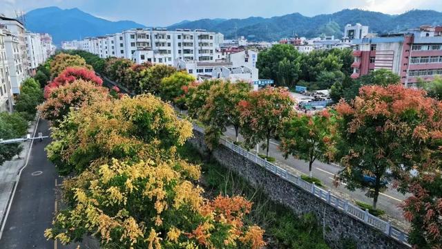 栾树花开五彩斑斓 多彩崇义再添美景