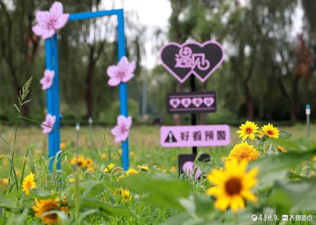 盛夏花潮，自然绮梦