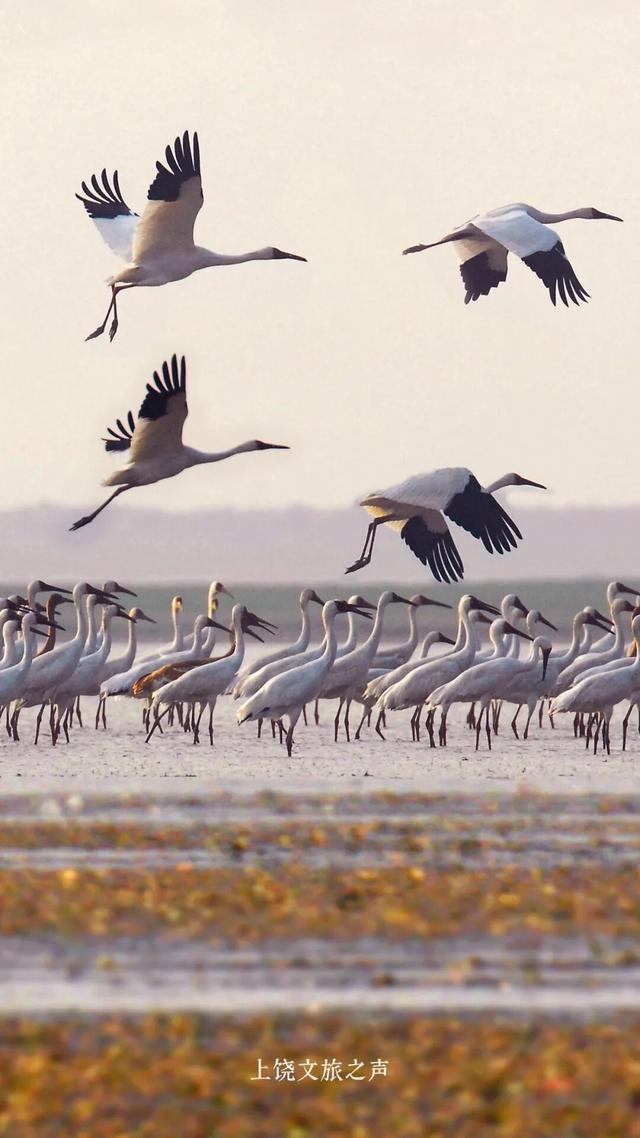赶紧收藏！上饶冬天真正的“顶流”是它们！这些观鸟地你准备什么时候来？