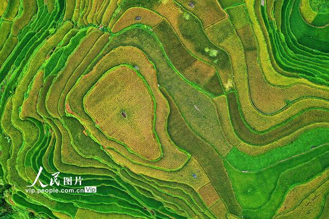 广西融水：秋染苗山“丰”景美