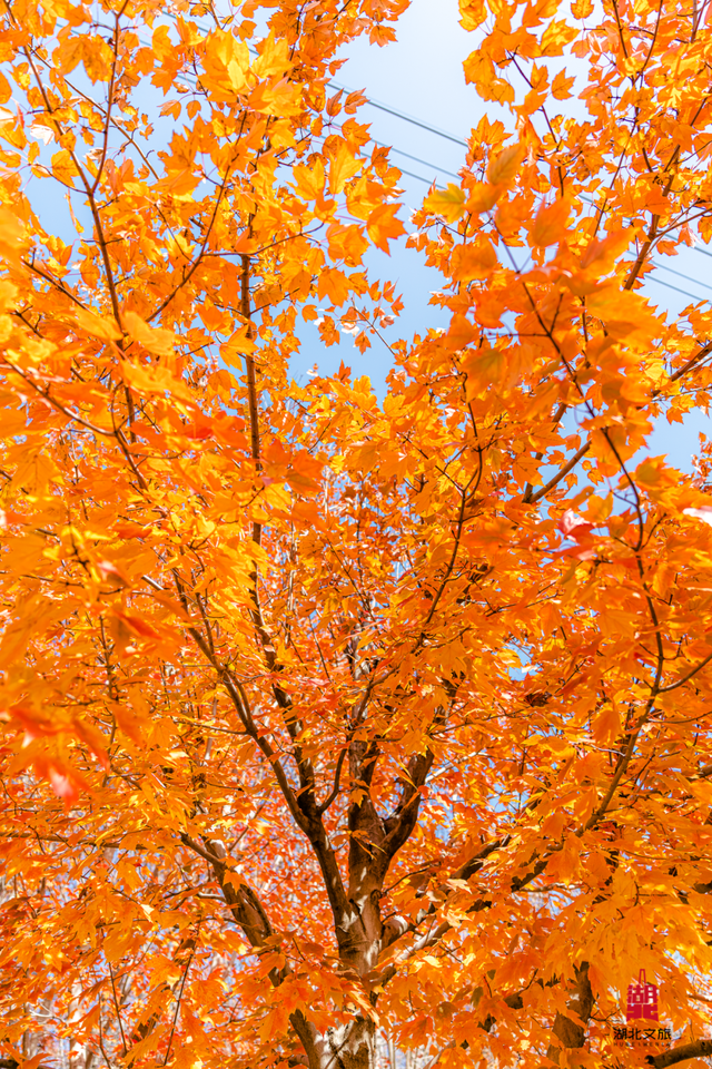 红红红红！红“枫”了！