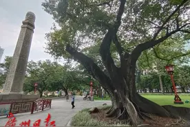 中山纪念堂成广州传统中轴线首个古树公园图片