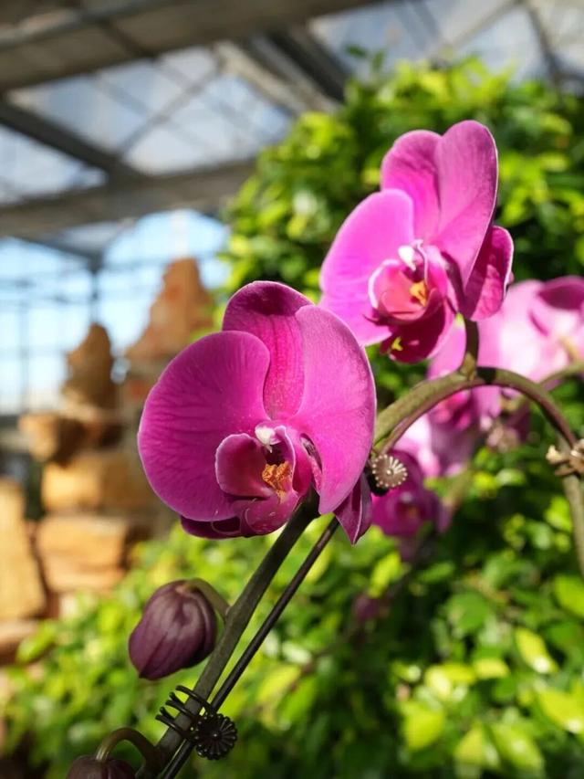 太美了！北京室内花海绽放，“兰”不住的冬日浪漫