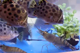 创新！珠海斗门鱼虾生态链养殖模式实现“一水双收”图片