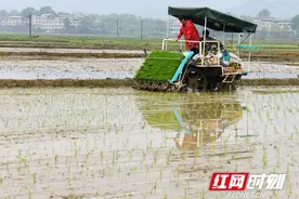 湖南常宁：春耕好时节 早稻插秧忙图片