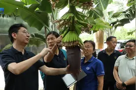 果然有种 | 17年选育，“宝岛蕉”结束香蕉“游牧式”生产图片