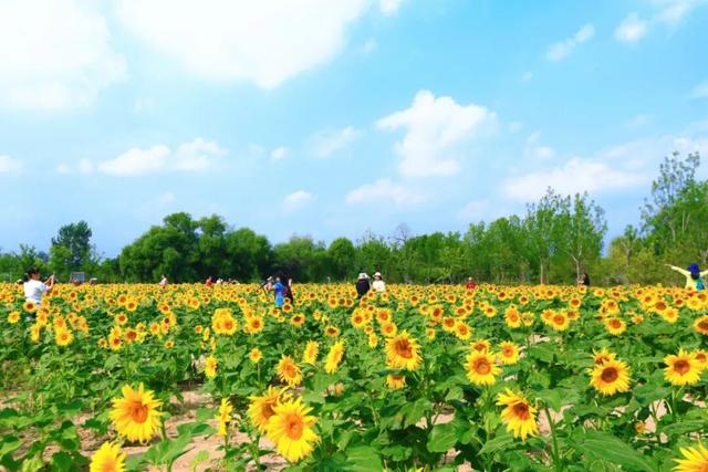 本周宜赏花！大兴百亩向日葵盛放，解锁一周好心情