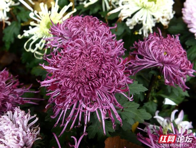 岁暖时刻丨“星城醉菊”正当时：岳麓山菊花展惊艳绽放，一眼入画！