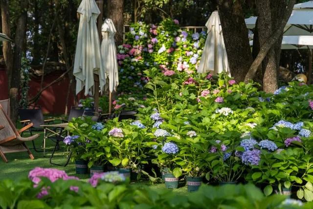 楚雄版“莫奈花园”藏不住啦！让你“五一”假期一次看过瘾