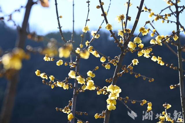郧阳沧浪山野生蜡梅花正艳