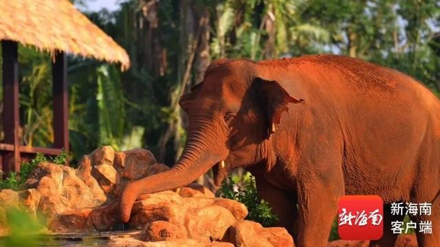 海野春节将“上新”！大象庄布居所最新进展→