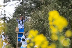 重庆秀山：古树茶上花正香图片