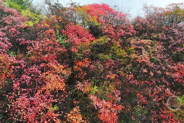 重庆酉阳：红叶最佳观赏期来了！