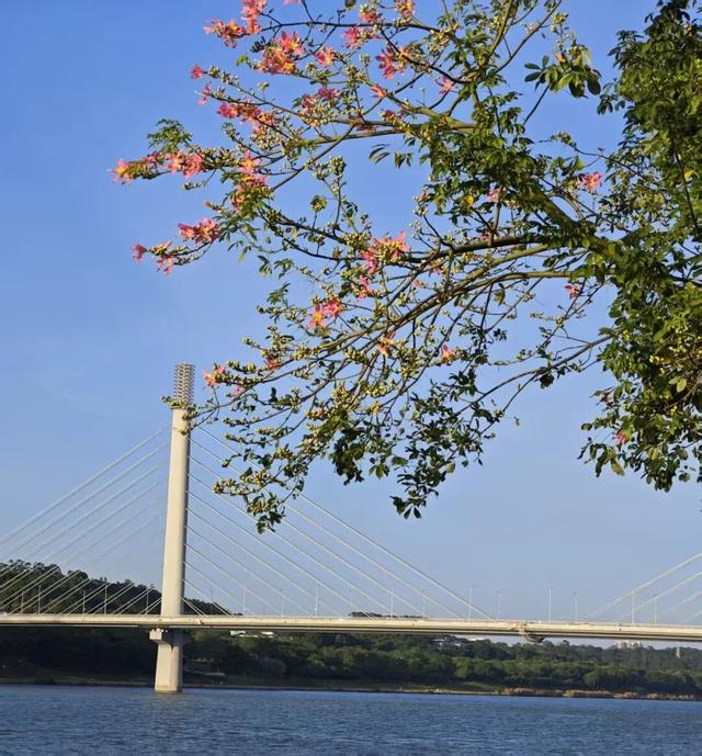 秋染良庆！异木棉粉、三角梅艳，这片土地藏着最缤纷的秋日浪漫