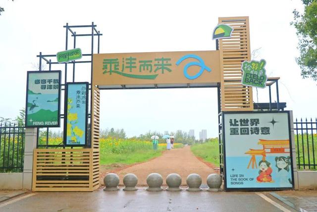 西咸新区600亩向日葵海已绽放
