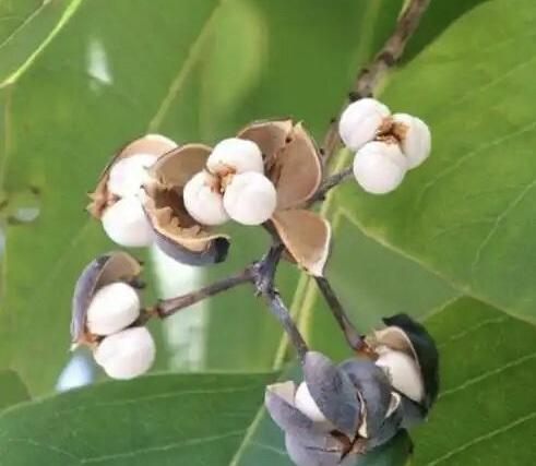 晚潮｜乌桕红时