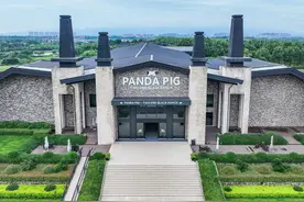 ​做强“土特产”丨顶流牧场，养猪更养流量 且看金华两头乌变“网红”图片
