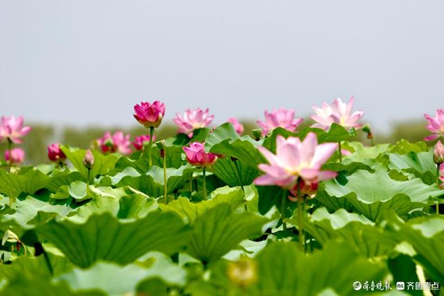 畅游济宁微山湖，万亩荷花别样红