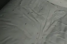 夫妻住宾馆凌晨发现满床黑虫，宾馆称消杀后恢复营业，当事人：索赔无果已投诉图片