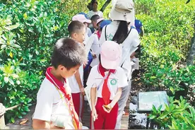 海口龙华区丁村小学：红树林里的自然课图片