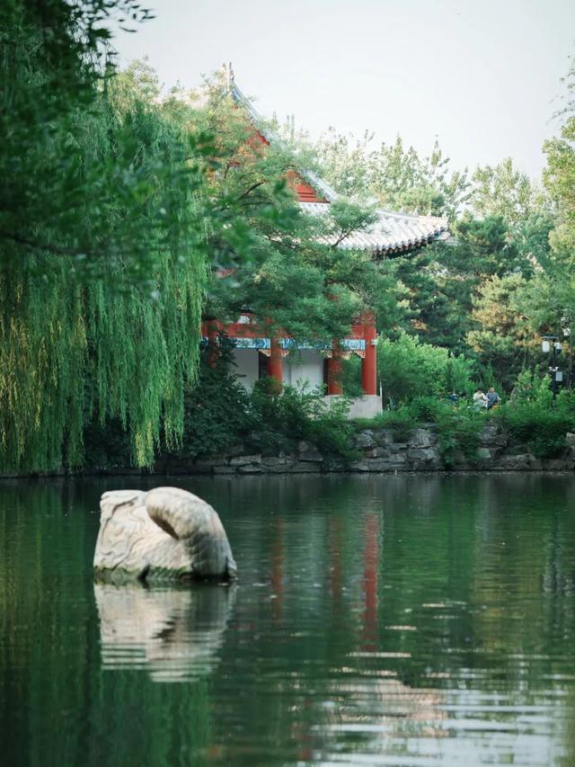 盛夏荷花，别有一番景致在北大