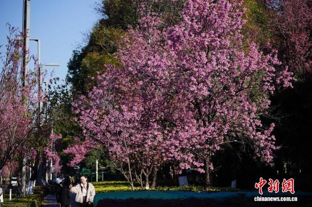 云南昆明冬樱花盛开勾勒冬日画卷