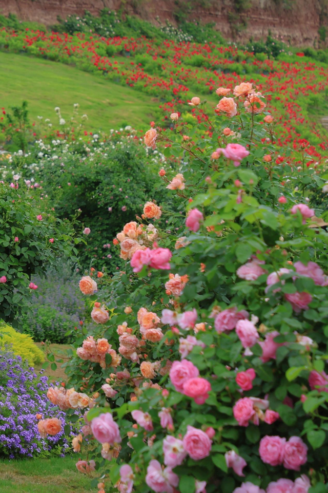 简阳AAA级林盘景区+1！