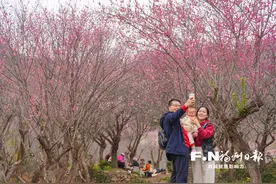 榕城无处不飞花 游人如织赏芳菲图片