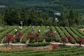采茶归来青满篓 不负春光好时节图片