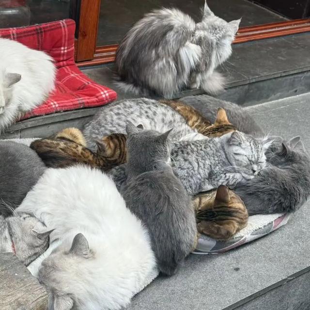 明天一场不容错过的直播：朱家角的福气，正等你签收